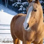 Moosmuehle Allgaeu Untrasried
