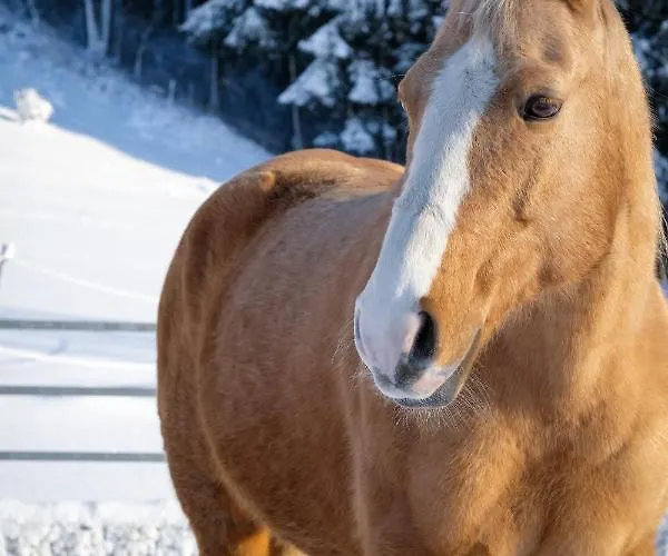 Moosmuehle Allgaeu Untrasried