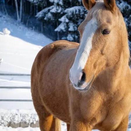 Moosmühle Allgäu Untrasried